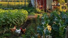 पोल्ट्री फार्म से कमाना है मुनाफा, तो चूजों की करें साइंटिफिक तरीके से देखभाल