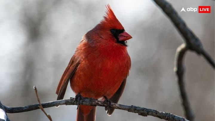 There is a difference between male and female birds of Cardinals or Northern Cardinals. The main difference between males and females of Northern Cardinals is their color. The color of the male bird is vermilion red, while the females are more brown or grey. Apart from this, they are also seen in yellow and white colours.