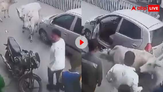 ये होता है मां का दर्द! गाड़ी के नीचे आया बछड़ा तो गाय ने दौड़कर रोकी कार, बेचैन होकर लगाने लगी चक्कर