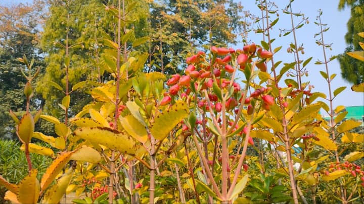 भगवान बुद्ध ने भी कॉमन क्राउ तितली प्रजाति को मान्यता दी. क्योंकि यह प्रजाति बोधि वृक्ष पर अपना पूरा जीवन चक्र को पूरा करती है. बोधि वृक्ष के सीड से वह भोजन कर अपना जीवन चक्र को पूरा करती है.