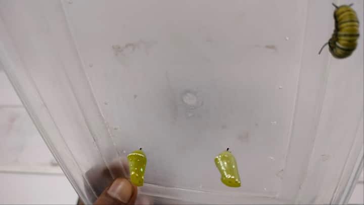 बटरफ्लाई रेयरिंग सेंटर में तैनात लैब असिस्टेंट अशोक कुमार ने बताया कि यहां 92 प्रजाति की तितलियां आती हैं. हिमालयन क्षेत्र,चीन, यूरोप, साउथ, अफगानिस्तान और सऊदी जैसे देशों से भी 4 हजार से 5 हजार किलोमीटर ट्रैवल कर तितलियां आती हैं.