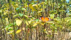 बोधगया के बटरफ्लाई पार्क में हजारों किलोमीटर से आती हैं तितलियां, यहां रहने-खाने तक की व्यवस्था
