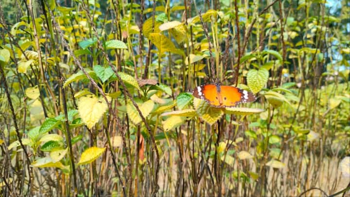 Butterfly Park: बोधगया के जयप्रकाश उद्यान के बटरफ्लाई पार्क में सैकड़ों प्रजातियों की तितलियों को देखा जा सकता है. ये तितलियां पर्यटकों को आकर्षित करती हैं.