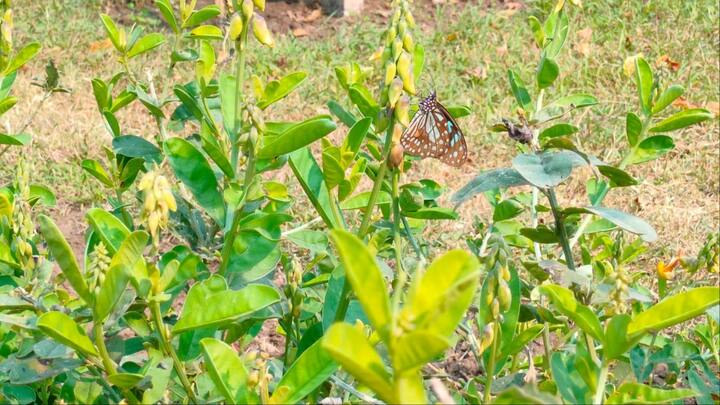 बोधगया में पर्यटकों का आना लगा है. ऐसे में बटरफ्लाई पार्क पर्यटकों को काफी आकर्षित कर रहा है. पर्यावरण एवं जलवायु परिवर्तन विभाग की ओर से बटरफ्लाई पार्क में तितलियों के लिए पालन-पोषण केंद्र भी बनाया गया है ताकि इनकी संख्या को और अधिक बढ़ाया जा सके.