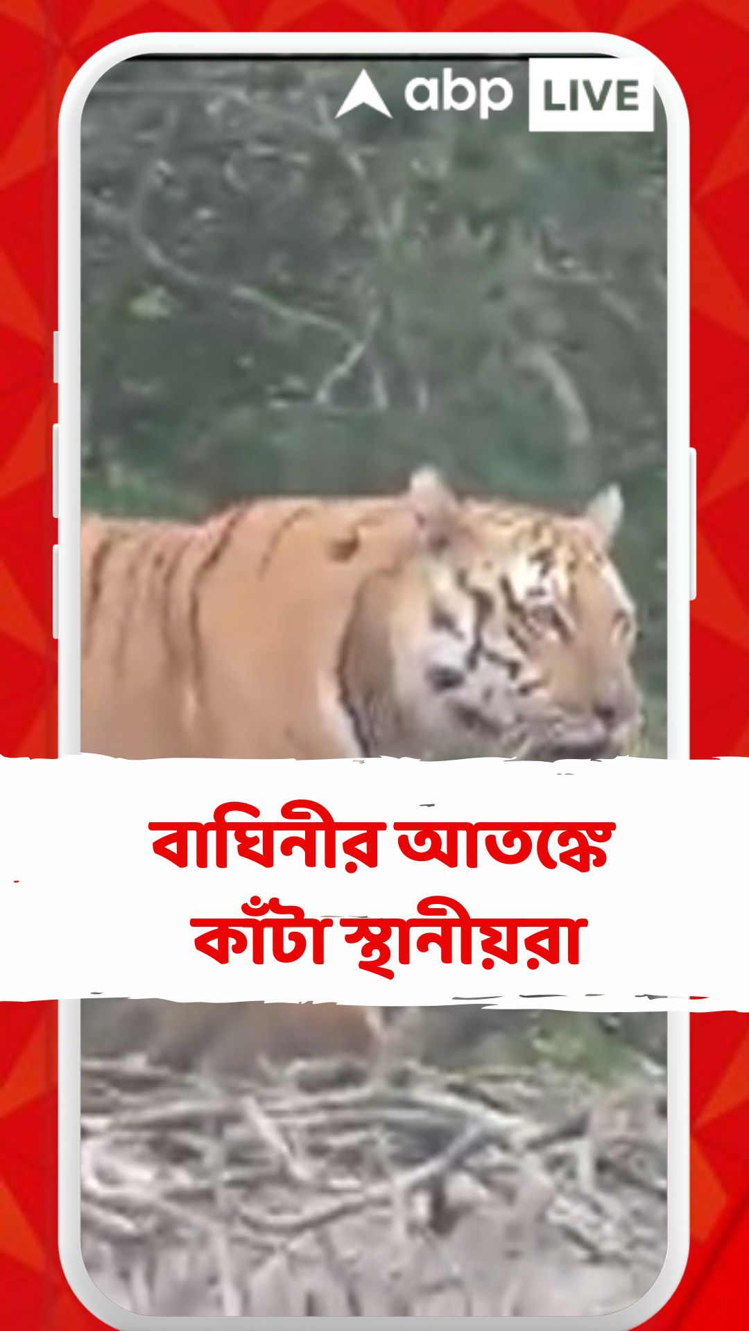 ঝাড়গ্রাম পেরিয়ে পুরুলিয়া, বাঘিনীর আতঙ্কে কাঁটা স্থানীয়রা