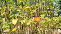 बोधगया के बटरफ्लाई पार्क में हजारों किलोमीटर से आती हैं तितलियां, यहां रहने-खाने तक की व्यवस्था