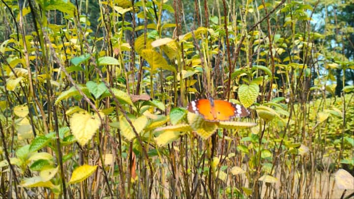 ऐसा माना जाता है कि बौद्ध धर्म में जीवित जानवरों को कैद से मुख्य करने से पुण्य की प्राप्ति होती है. यही कारण है कि देश-विदेश से आने वाले पर्यटक तितलियों को यहां लाकर छोड़ते हैं.