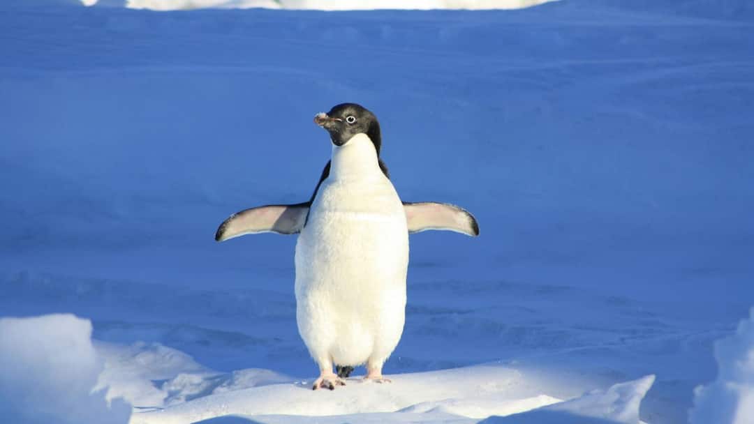 Viral Video Penguin Waits Patiently As Couple Clears Path In Antarctica Watch the Heartwarming Viral Video Viral Video: 'এক্সকিউজ মি সাইড প্লিজ', মুখ ফুটে বলতেই পারল না 'লাজুক' পেঙ্গুইন, রইল মন ভাল করা ভাইরাল ভিডিও