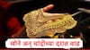 GOLD Rate Today : अखेर सोन्याच्या दरात तेजी,चांदीच्या दरात वाढ, MCX वर नेमकं काय घडतंय?