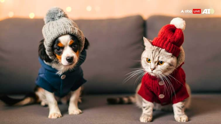 Is your cat or dog also cold? take care of them like that