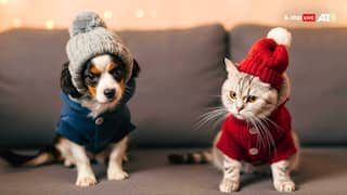 क्या आपकी पालतू बिल्ली या कुत्ते को भी लगती है सर्दी? ऐसे रखें उनका खयाल