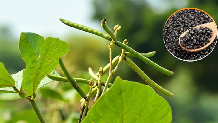 What to sow after paddy... What does the Department of Agriculture say? விவசாயிகளே! நெல்லுக்கு பின் என்ன விதைப்பது... வேளாண்துறை சொல்லும் டிப்ஸ்!