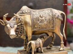 Astrology: कामधेनु गाय की मूर्ति घर में रखने की सही दिशा कौन सी है?