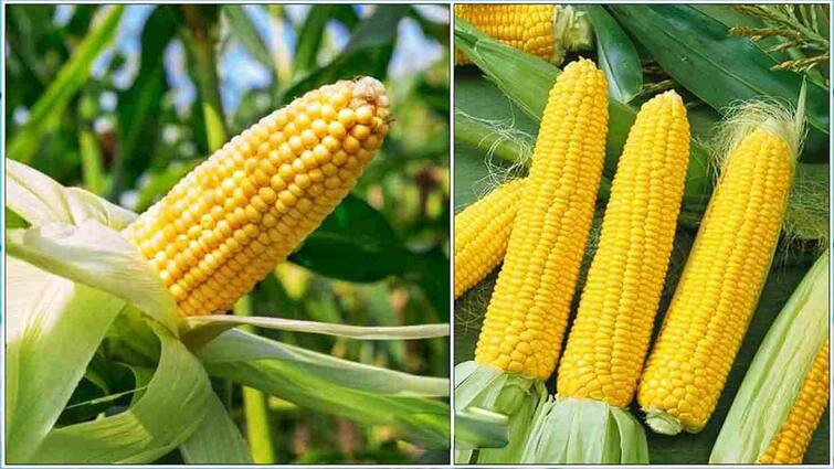 Thanjavur news Maize Cultivation Dealers come and buy directly Farmers happy tnn மக்காச்சோளம்... வியாபாரிகள் நேரடியாக வந்து கொள்முதல்: விவசாயிகள் மகிழ்ச்சி