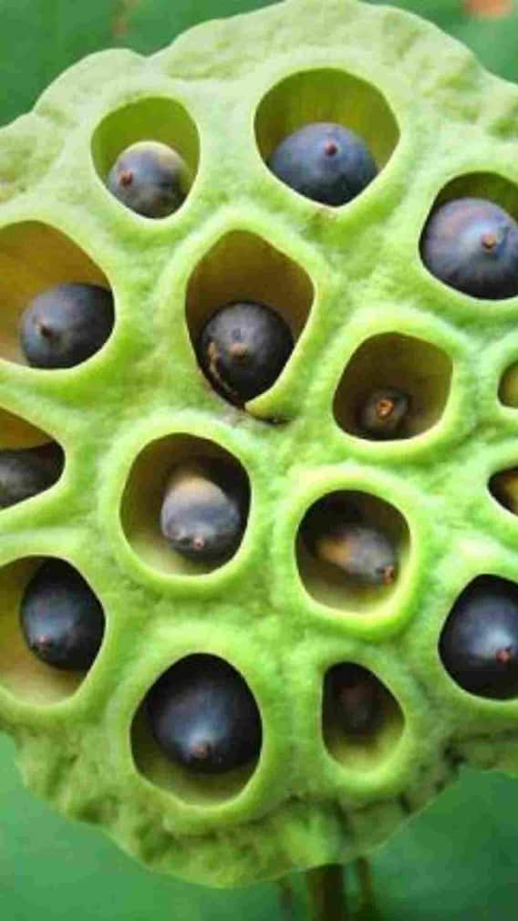 घर में कैसे कर सकते हैं मखाने की खेती?