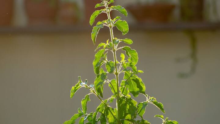 এই বিশেষ দিনে নিয়ম মেনে তুলসী গাছের পুজো করলে মনস্কামনা পূরণ হতে পারে। তুলসী গাছের উদ্দেশে কোনও কিছু দান করলে জীবনে সমৃদ্ধি, সুখ ও শান্তি নিয়ে আসে।