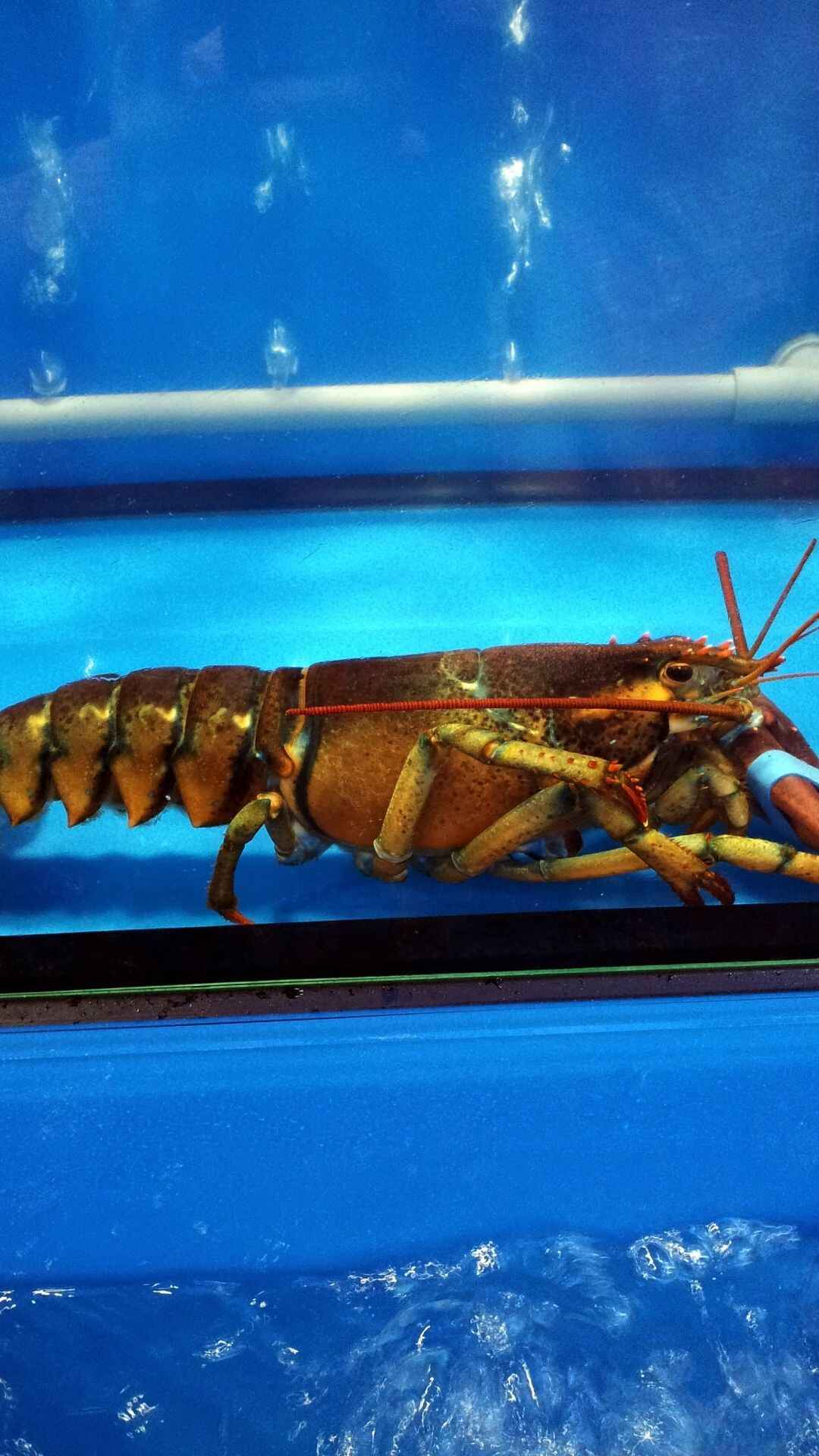 Lobster