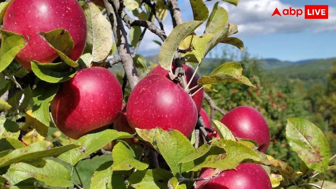 Himachal Pradesh Governemnt to launch new project for farmers सेब किसानों को 500 करोड़ का तोहफा दे रही हिमाचल सरकार, इतनी बढ़ेगी कमाई