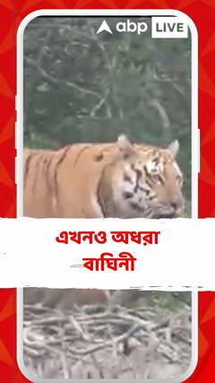 এখনও অধরা বাঘিনী, প্রহর গুনছে বন দফতর