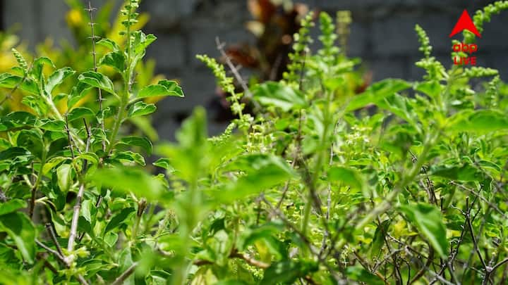 Tulsi Puja: তুলসী পুজোর দিন চাল দান করলে মিটতে পারে সমস্যা। মানসিক শান্তি বজায় রাখতে পারে।