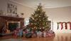 Christmas 2025: અસલી ક્રિસમસનું ઝાડ કયુ હોય છે, અને ક્યાં ઉગે છે ? અહીં જાણો