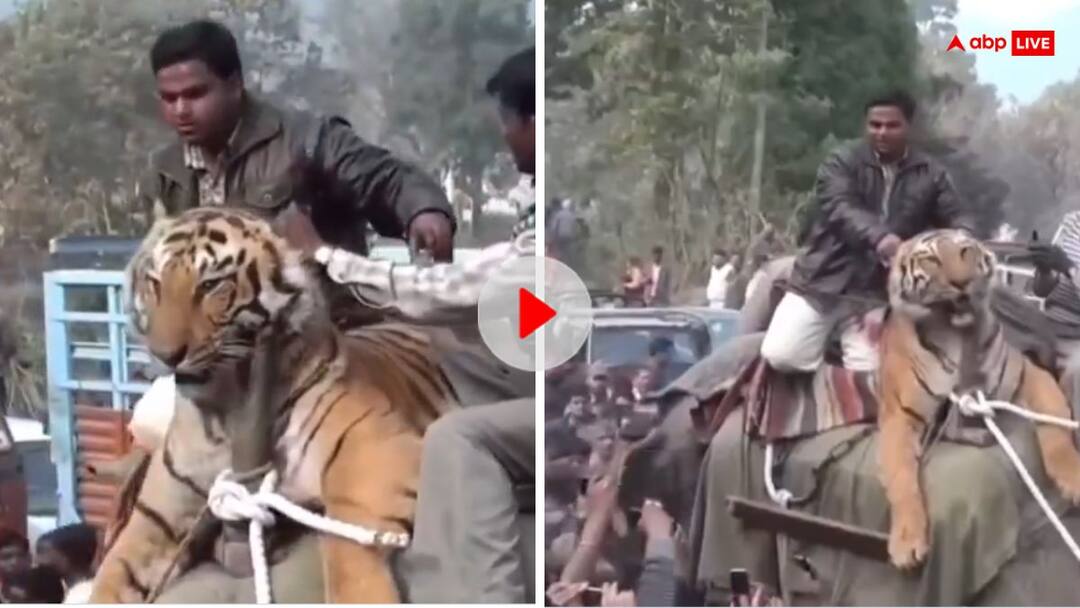 Bihar Tiger seen sitting on Elephant man twist his ears take for ride video viral ई बिहार है बाबू यहां लोग टाइगर के भी कान मरोड़ देते हैं, हाथी पर बिठाकर बाघ को घुमाने का वीडियो वायरल