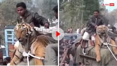 ई बिहार है बाबू यहां लोग टाइगर के भी कान मरोड़ देते हैं, हाथी पर बिठाकर बाघ को घुमाने का वीडियो वायरल