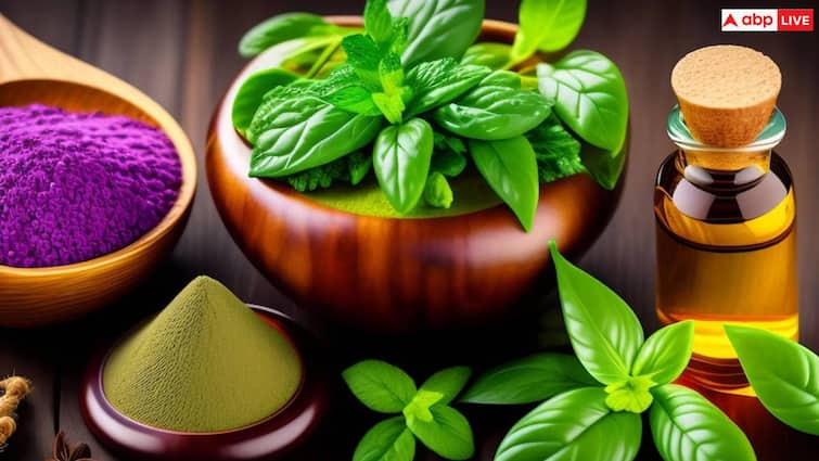 So eat basil leaves in winter, you will get relief from these serious diseases.