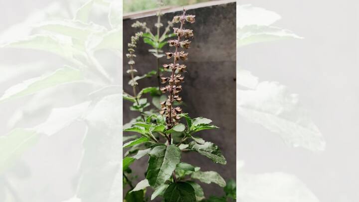 প্রতিদিন ২৫ ডিসেম্বর তুলসী পুজো দিবস পালন করা হয়। সারা বছর তুলসীর আরাধনা করলেও, এই দিনটির বিশেষ গুরুত্ব রয়েছে। ধর্মীয় দিক তো বটেই স্বাস্থ্যের দিক থেকেও তুলসী অত্যন্ত প্রয়োজনীয়।