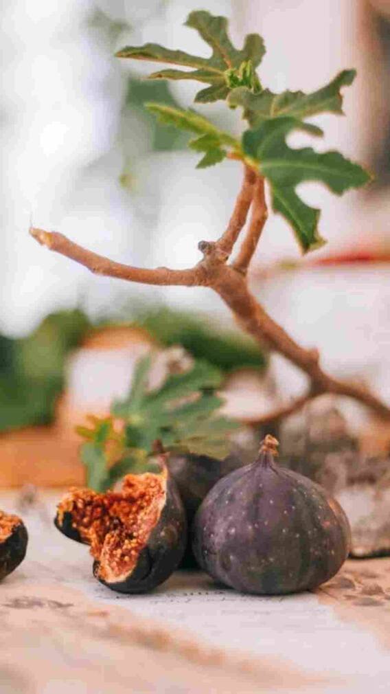 अंजीर की खेती से बन सकते हैं मालामाल, ये है तरीका