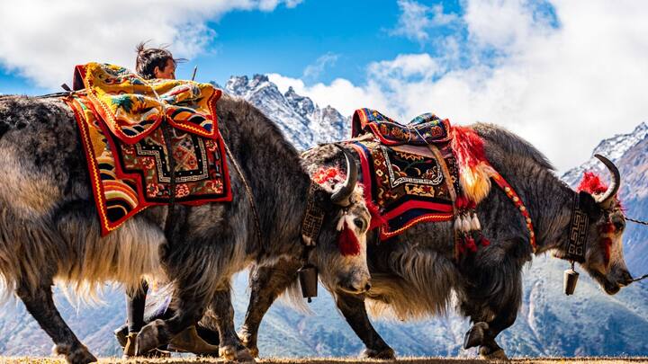 लेकिन किसी भी प्रकार के धर्म परिवर्तन पर सख्त पाबंदी है. वहीं सरकार ने भूटानियों के कोई भी गैर-बौद्ध धार्मिक भवन बनाने या गैर-बौद्ध त्योहार मनाने पर रोक लगाई हुई है.