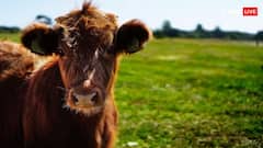 General Knowledge: વિશ્વમાં સૌથી વધુ દૂધ આપે છે આ ગાય, ભારત નહીં આ દેશમાં જોવા મળે છે આ પ્રજાતિ