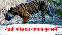 टिपेश्वर वरून आलेल्या वाघाचा येडशी परिसरात मुक्काम; तिसऱ्यांदा कॅमेऱ्यात छबी कैद