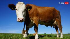 ये गाय देती है सबसे अधिक दूध, भारत नहीं सिर्फ इस देश में पाई जाती है इस नस्ल की गाय