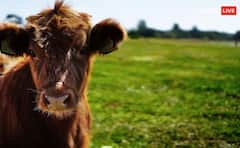 ਇਹ ਗਾਂ ਦਿੰਦੀ ਹੈ ਵੱਧ ਤੋਂ ਵੱਧ ਦੁੱਧ ,ਡੇਅਰੀ ਦਾ ਕੰਮ ਚਲਾਉਣਾ ਤਾਂ ਜ਼ਰੂਰ ਪੜ੍ਹੋ, ਜਾਣੋ ਹਰ ਜਾਣਕਾਰੀ