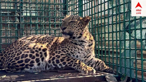 Alipur Duar: পুরুলিয়ায় এখনও খোঁজ মেলেনি বাঘিনীর, এবার মথুরা চা বাগানে খাঁচাবন্দি হল চিতাবাঘ