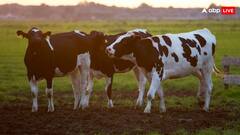 ये गाय देती है सबसे अधिक दूध, भारत नहीं सिर्फ इस देश में पाई जाती है इस नस्ल की गाय