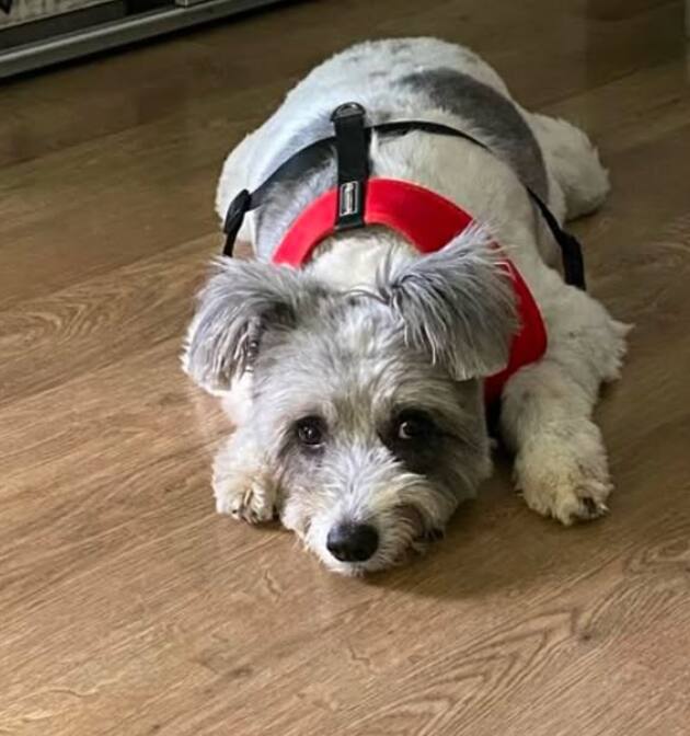 झॉरोच्या मृत्यूनंतर त्रिशाचे चाहते कमेंट सेक्शनमध्ये तिचं सांत्वन करत आहेत.