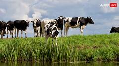 ये गाय देती है सबसे अधिक दूध, भारत नहीं सिर्फ इस देश में पाई जाती है इस नस्ल की गाय