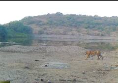 टिपेश्वर वरून आलेल्या वाघाचा येडशी परिसरात मुक्काम; तिसऱ्यांदा कॅमेऱ्यात छबी कैद