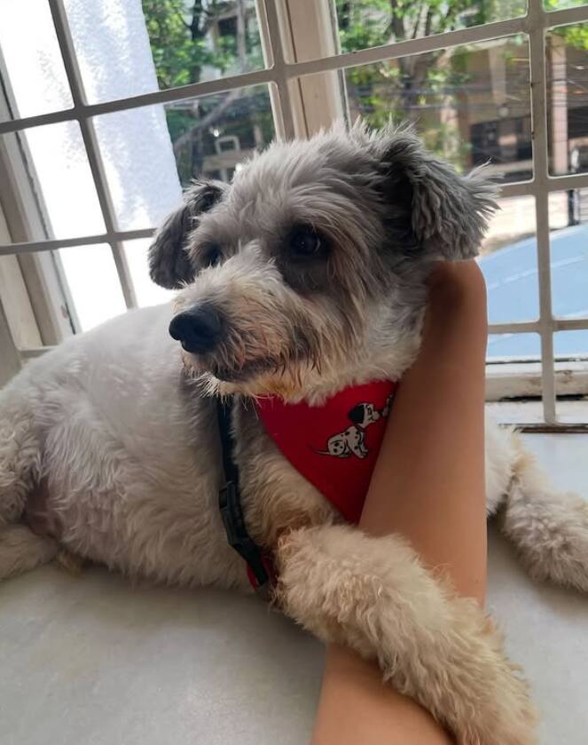 त्रिशाने ख्रिसमसच्या सकाळी झॉरोच्या मृत्यूची बातमी शेअर केली. तिने झॉरोच्या दफनभूमीचा फोटो शेअर केला आहे.