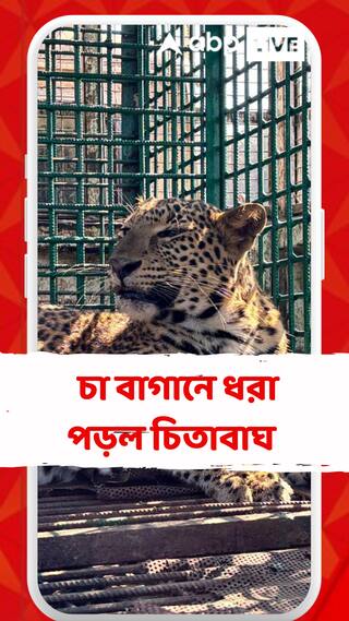আলিপুরদুয়ারের মথুরার চা বাগানে ধরা পড়ল চিতাবাঘ