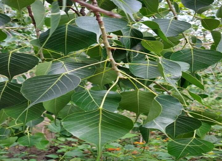 પીપળાના પાન ખાવાથી રોગ પ્રતિકારક શક્તિ વધે છે. શરીરને ચેપથી બચાવવામાં મદદ કરે છે. ઉધરસ, અસ્થમા અને બ્રોન્કાઇટિસ જેવી સમસ્યાઓમાં રાહત મેળવવા માટે શ્વાસના દર્દીઓ પીપળાના પાનનો ઉપયોગ કરી શકે છે.