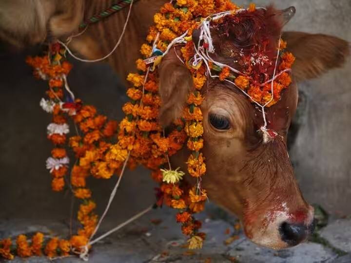 त्यानुसार, 2025 च्या पहिल्याच दिवशी तुम्हाला घराच्या बाहेर अंगणात जर गाईचं वासरू दिसत असेल तर हा एक प्रकारचा शुभ संकेत आहे. असं म्हणतात, यामुळे वर्षभर देवी लक्ष्मीची आपल्यावर कृपा राहणार आहे.