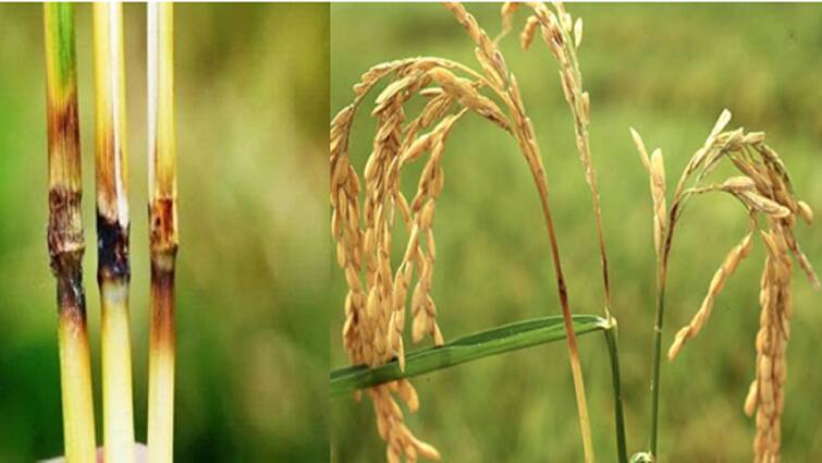 Management method to solve diseases affecting rice crop... advice to farmers நெல் பயிரை தாக்கும் நோய்களுக்கு தீர்வு காண மேலாண்மை முறை... விவசாயிகளுக்கு ஆலோசனை