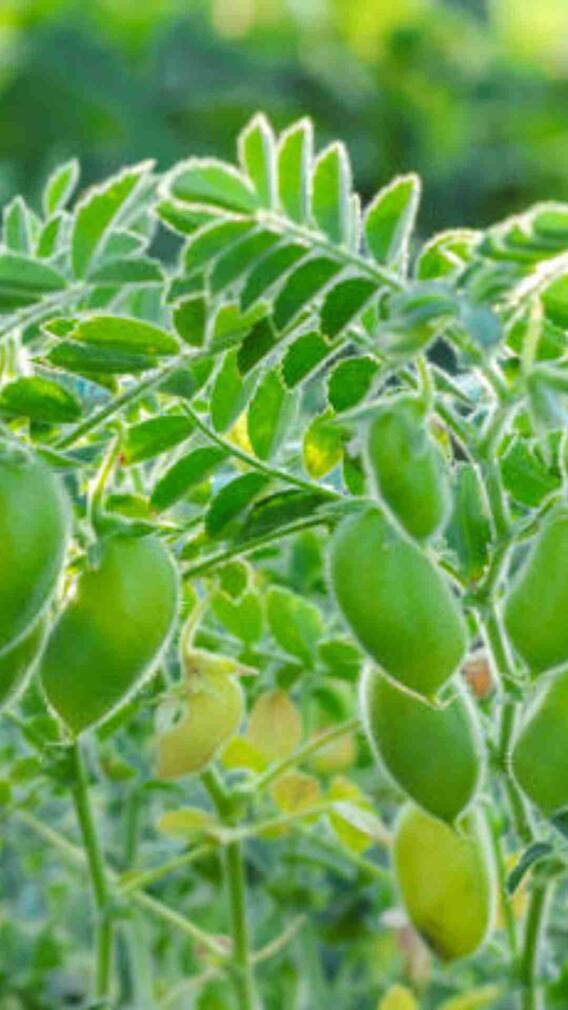 इस देश में होता है चने का सबसे ज्यादा उत्पादन