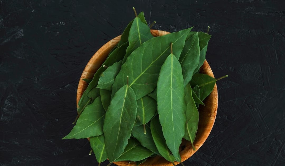 સવારે ખાલી પેટ લીમડાના પાન ચાવવાથી થાય છે અગણિત ફાયદા, 5-6 પાન ચાવી પછી એક ગ્લાસ પાણી.... health benefits eating curry leaves empty stomach સવારે ખાલી પેટ લીમડાના પાન ચાવવાથી થાય છે અગણિત ફાયદા, 5-6 પાન ચાવી પછી એક ગ્લાસ પાણી....