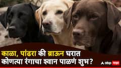 Astrology Dog Color : काळा, पांढरा की ब्राऊन? घरात कोणत्या रंगाचा श्वान पाळणं शुभ? वाचा ज्योतिष शास्त्रानुसार...