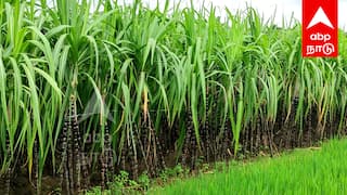 pongal 2025 Paneer sugarcane is ready for harvest in Villupuram district TNN Pongal 2025:  நெருங்கும் பொங்கல் பண்டிகை   தயாரான பன்னீர் கரும்புகள்....