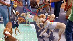 ठाणे में पालतू जानवरों के मसले पर हाउसिंग सोसाइटियों का 3 दिवसीय सम्मलेन आज से, जानें क्या है मसला? 